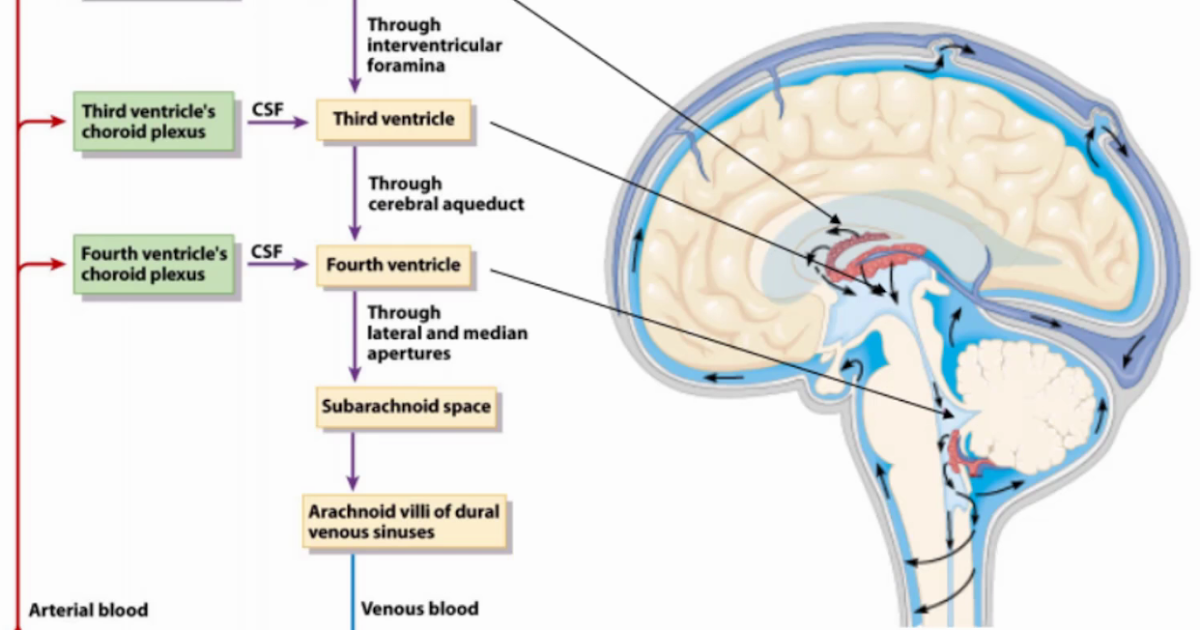 Grays Integrative Physiology: Cerebrospinal Fluid : CSF Disorders