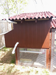 chicken watering system coop self simple chicks automatic suburban clean water living week chickens simplesuburbanliving barrel rain coops cleaning anymore