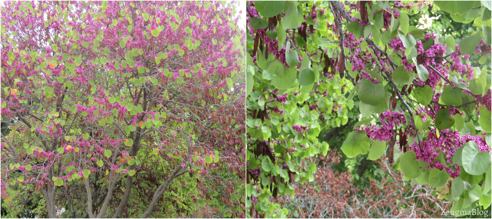 Hunnap Agaci Ziziphus Zizyphus 22 24 Cm Govde Cevresi