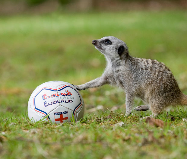 20 Funny animals playing soccer/football (20 pics) | Amazing Creatures