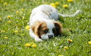 Sunday, 15 July 2012 (wp small dog )