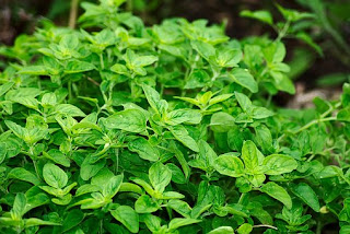 herbs-medicine,www.healthnote25.com