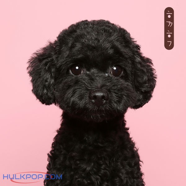 IMFACT – 함께할개 Pt. 6 – Single