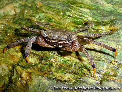 Dussumier's Mangrove Crab (Perisesarma dussumieri)