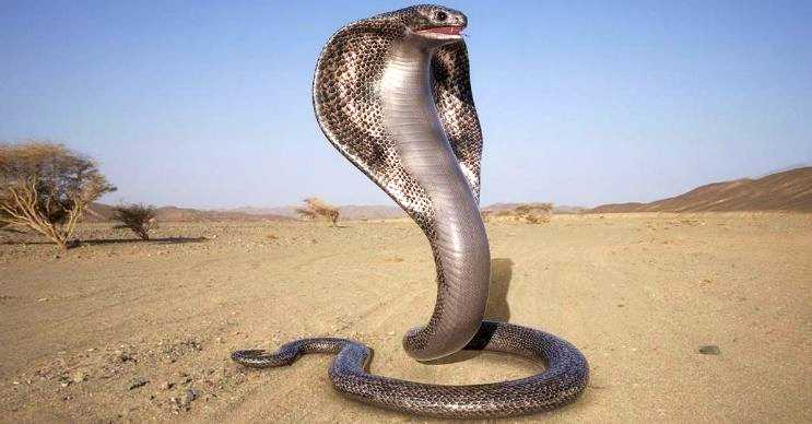 Kral kobra avlarını zehirledikten sonra yer, cins ismi yılan yiyici anlamına gelir.