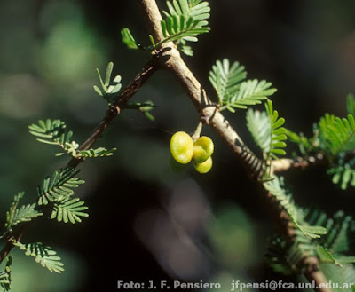Porlieria microphylla