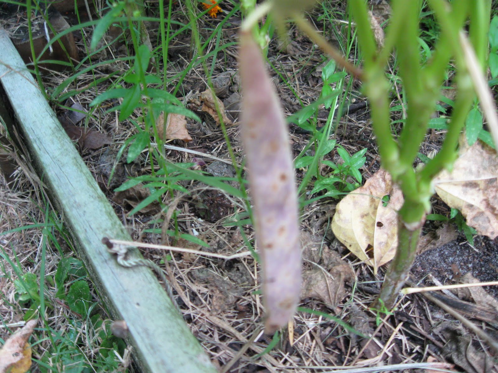 Growing Food in Florida Planting black beans from the grocery store