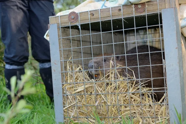 Devon Wildlife Trust