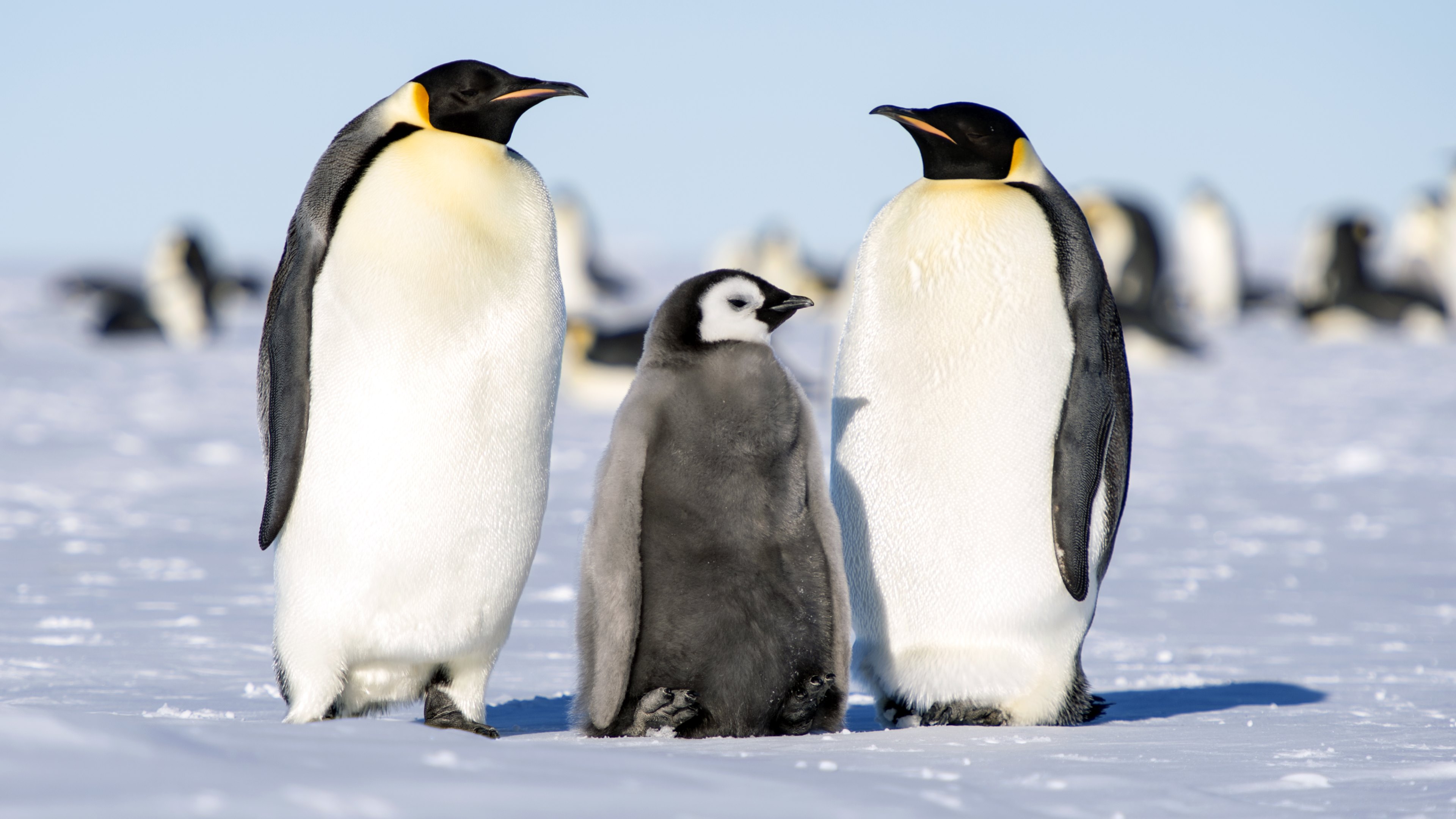 Emperor Penguin in Antarctica HD Wallpapers · 4K