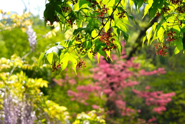 Sunlight through the maple tree on the terrace, looking to the wisteria and pink dogwood (Cornus florida) in bloom.
