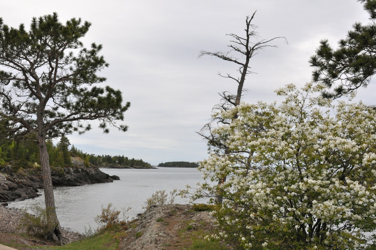 Malachi Farkley June 5, 2013. The Monks and the Berry Bushes.