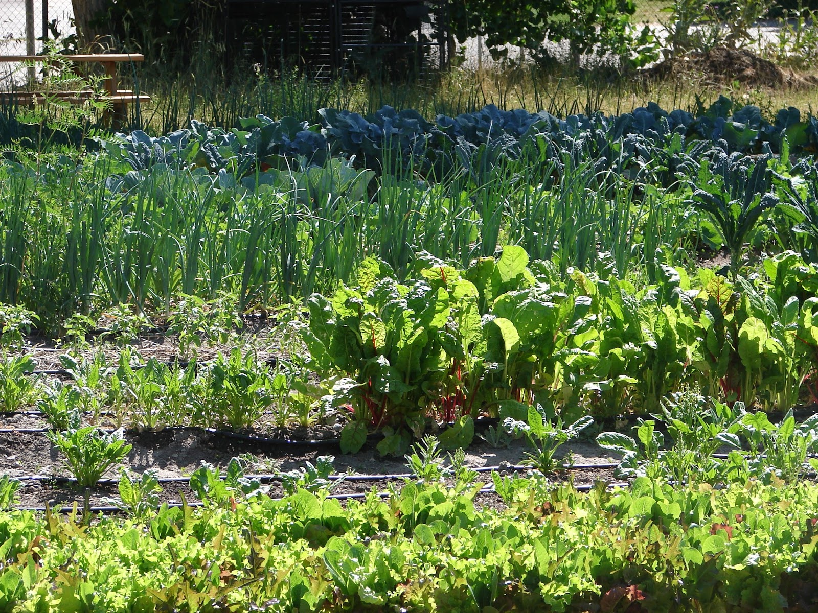 New Utah Gardener 5 Ways To Save Money In The Vegetable Garden