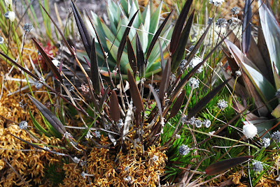 Octomeria grandifolia Octomeria grandifolia