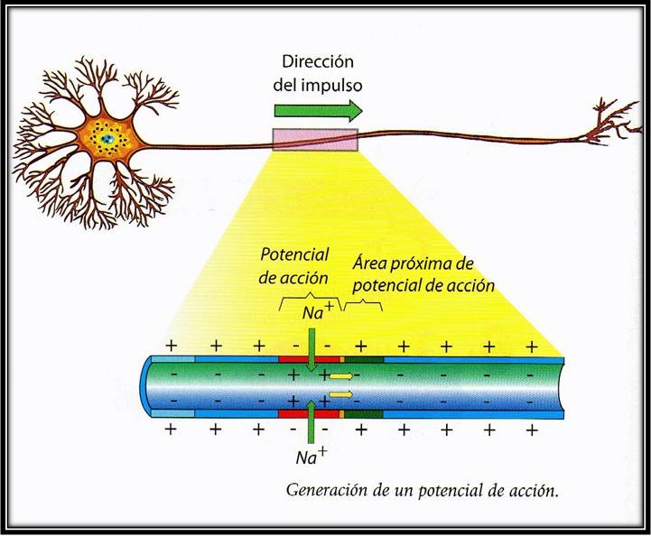 Impulso Nervioso Biopsicosalud Impulso Nervioso Biopsicosalud