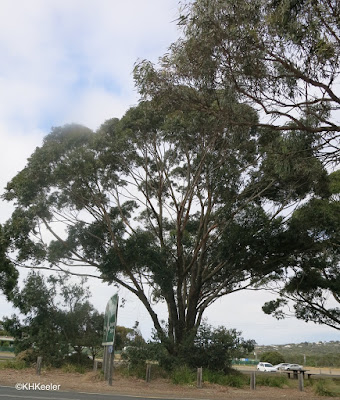 Eucalyptus trees, Australia