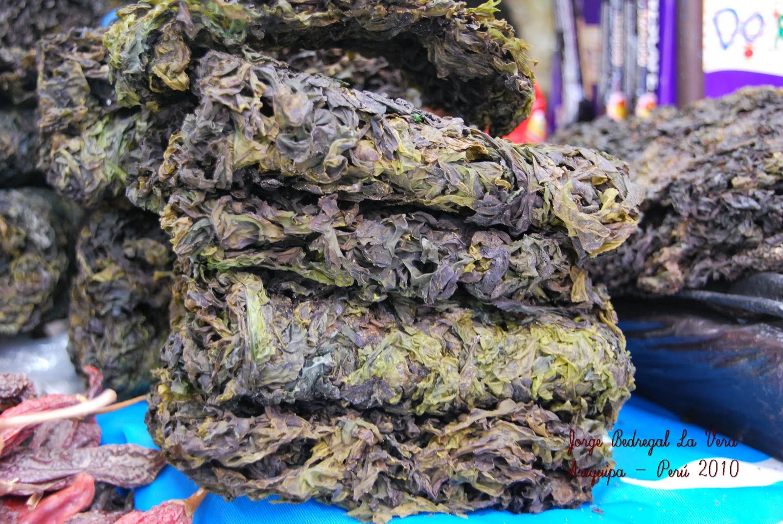 Alga Cochayuyo, grandes propiedades medicinales Alga Cochayuyo, grandes propiedades medicinales