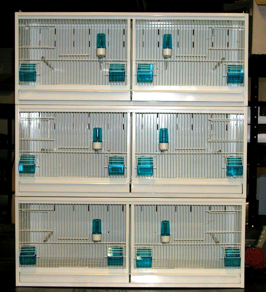 Zebra Finches Cage Models Hand Made Birds Breeding