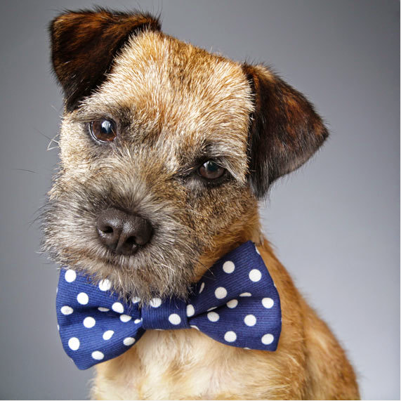 Cotton Bow Tie for dogs