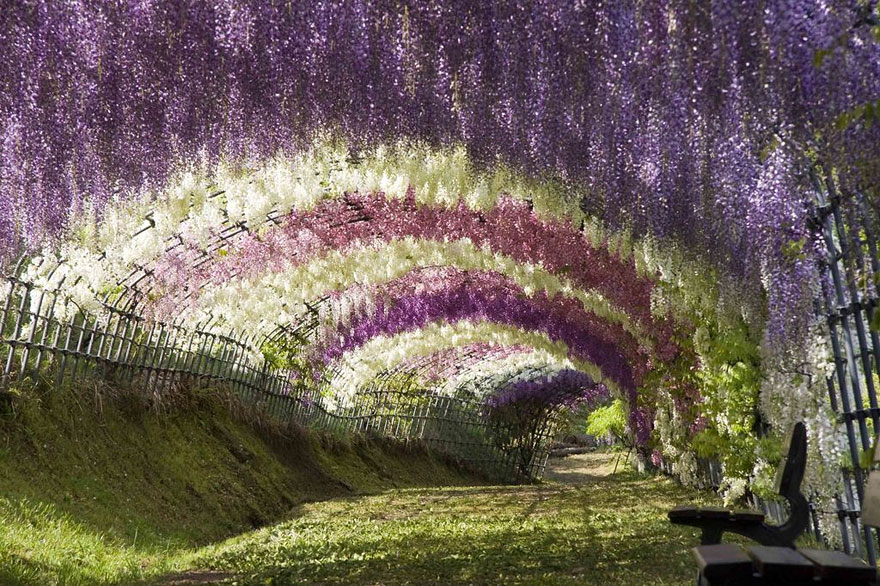 Wisteria Flower Tunnel in Japan 20 Unbelievably beautiful places.