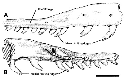 7 Fabulously Named Fossils Mental Floss