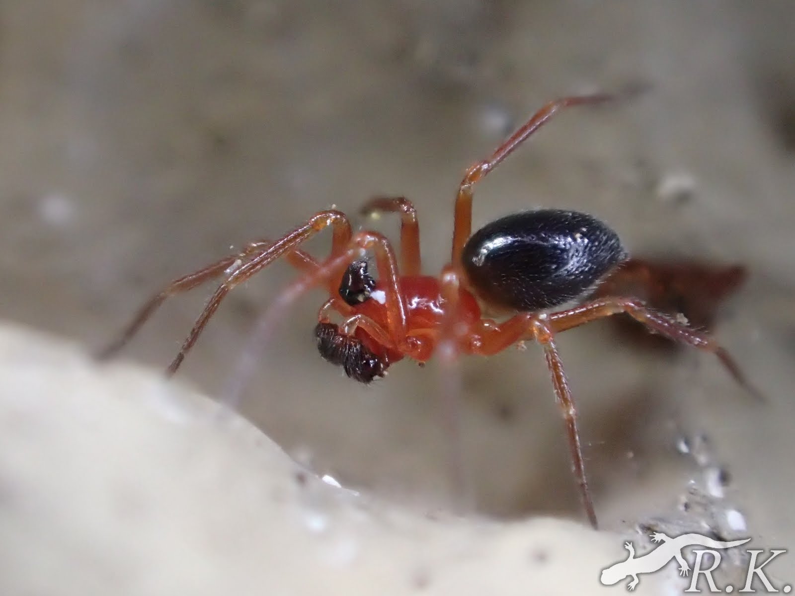 小さな隣人たちの世界 コテングヌカグモ Paikiniana vulgaris (Oi, 1960)