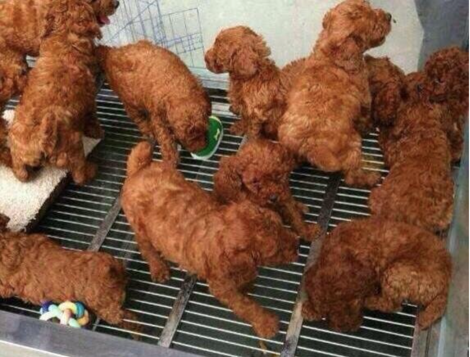 Dogs Or Fried Chicken
