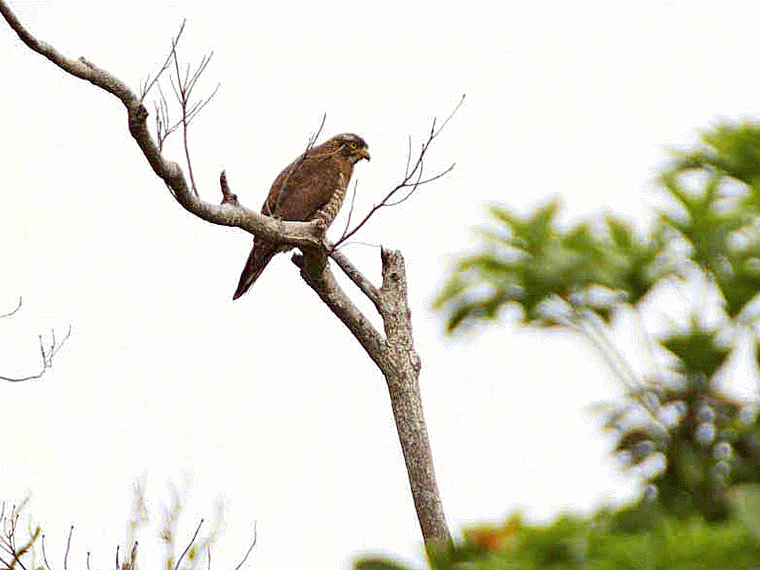 buzzard eagle, flight, tree