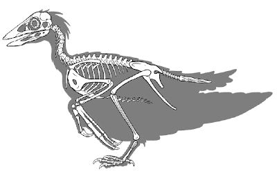 esqueleto de Confuciusornis