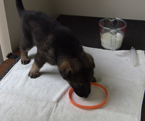 German Shepherd pup drinking some milk from an orange shallow dish