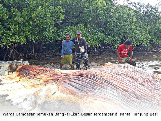 Warga Lamdesar Temukan Bangkai Ikan Besar Terdampar di Pantai Tanjung Besi Warga Lamdesar Temukan Bangkai Ikan Besar Terdampar di Pantai Tanjung Besi