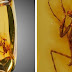 Over 20-Million-Year-Old Praying Mantis Was Perfectly Preserved In An Amber