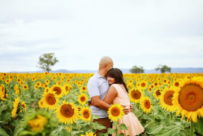 Sunflower Fields Liverpool Plains NSW