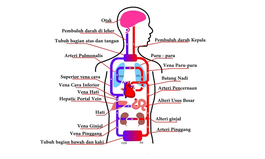 Sistem Peredaran Darah pada Manusia