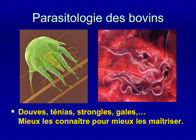 Parasitologie des bovins - WWW.VETBOOKSTORE.COM