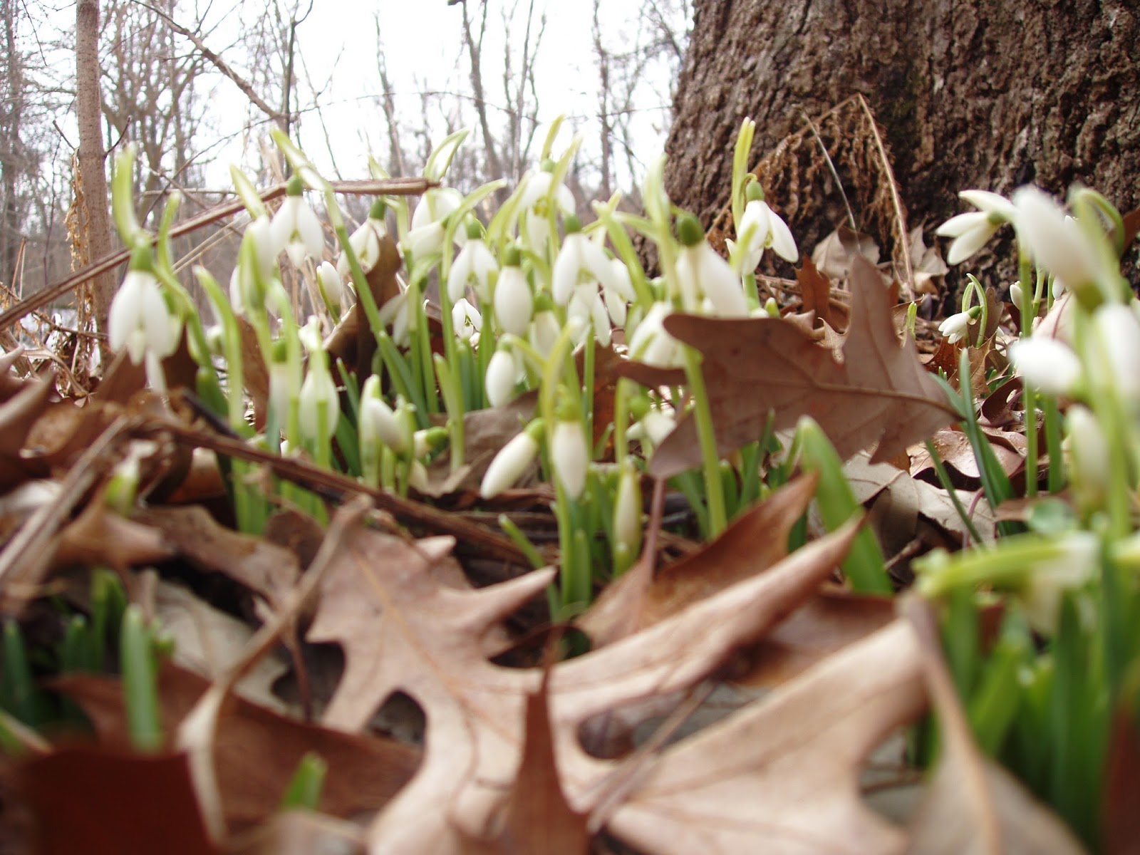 Songbird Prairie Bed and Breakfast