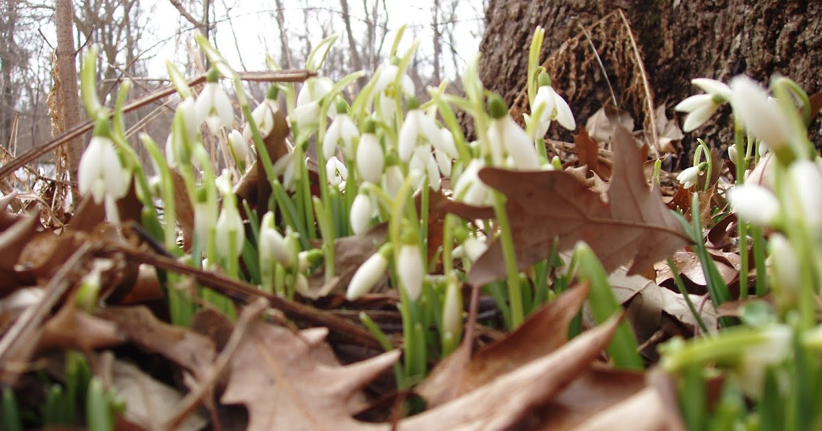 Songbird Prairie Bed and Breakfast