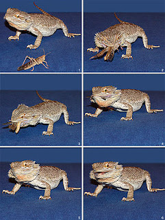 bearded dragon food