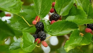 Khaisat daun murbei untuk diabetes manfaat daun murbei untuk kolesterol cara memasak daun murbei resep sayur daun murbei cara mengolah daun murbei untuk obat efek samping daun murbei cara membuat teh daun mulberry teh daun murbei cara konsumsi daun murbei