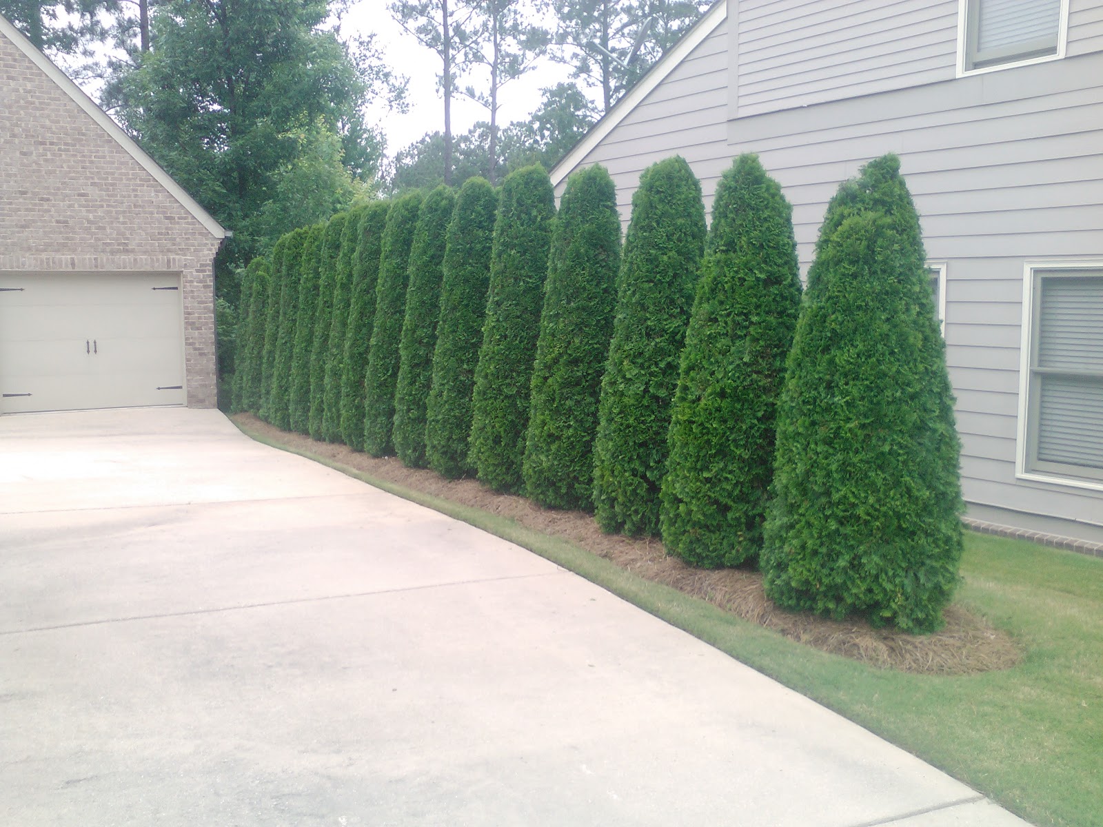 Greetings from Earth Ms. Nancy's Emerald Green Arborvitae