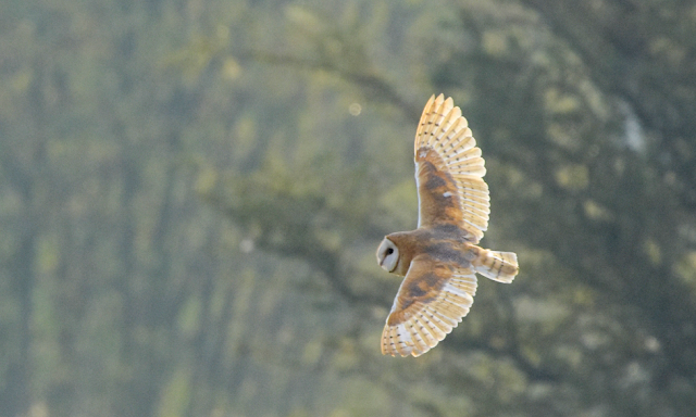 Barn Owl Wanstead Flats, London
