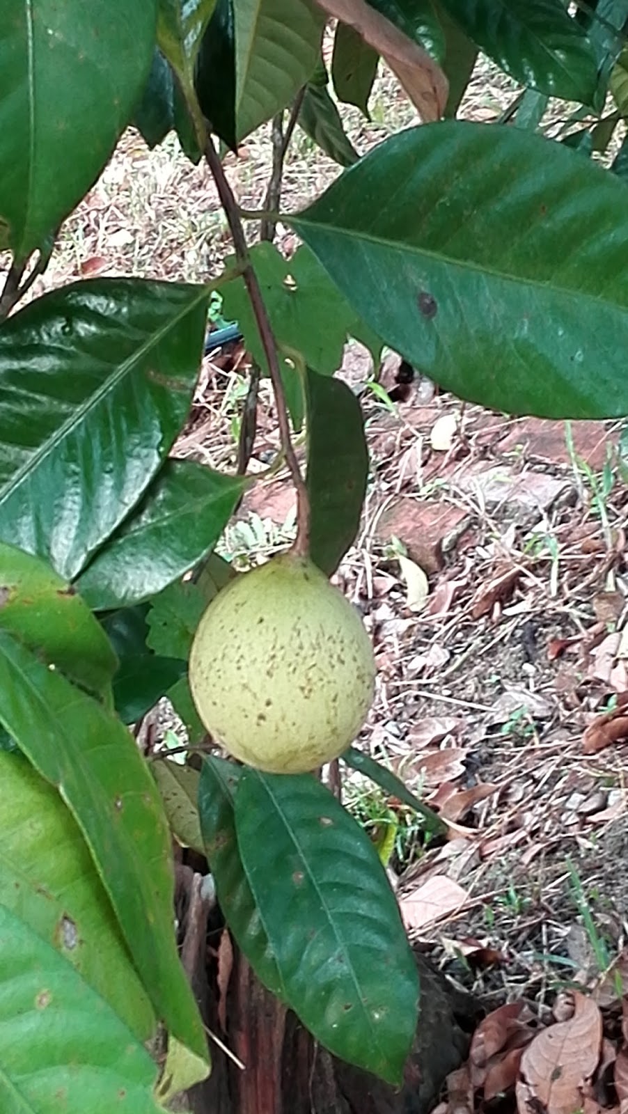 Sulinghill Penang nutmeg farm tour 檳城 大山脚 舒寧顶 荳蔻园 PENANGTOUR2U Penang