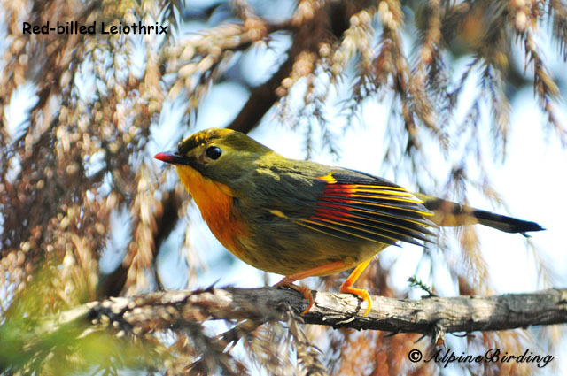 Qinghai Birding Tour