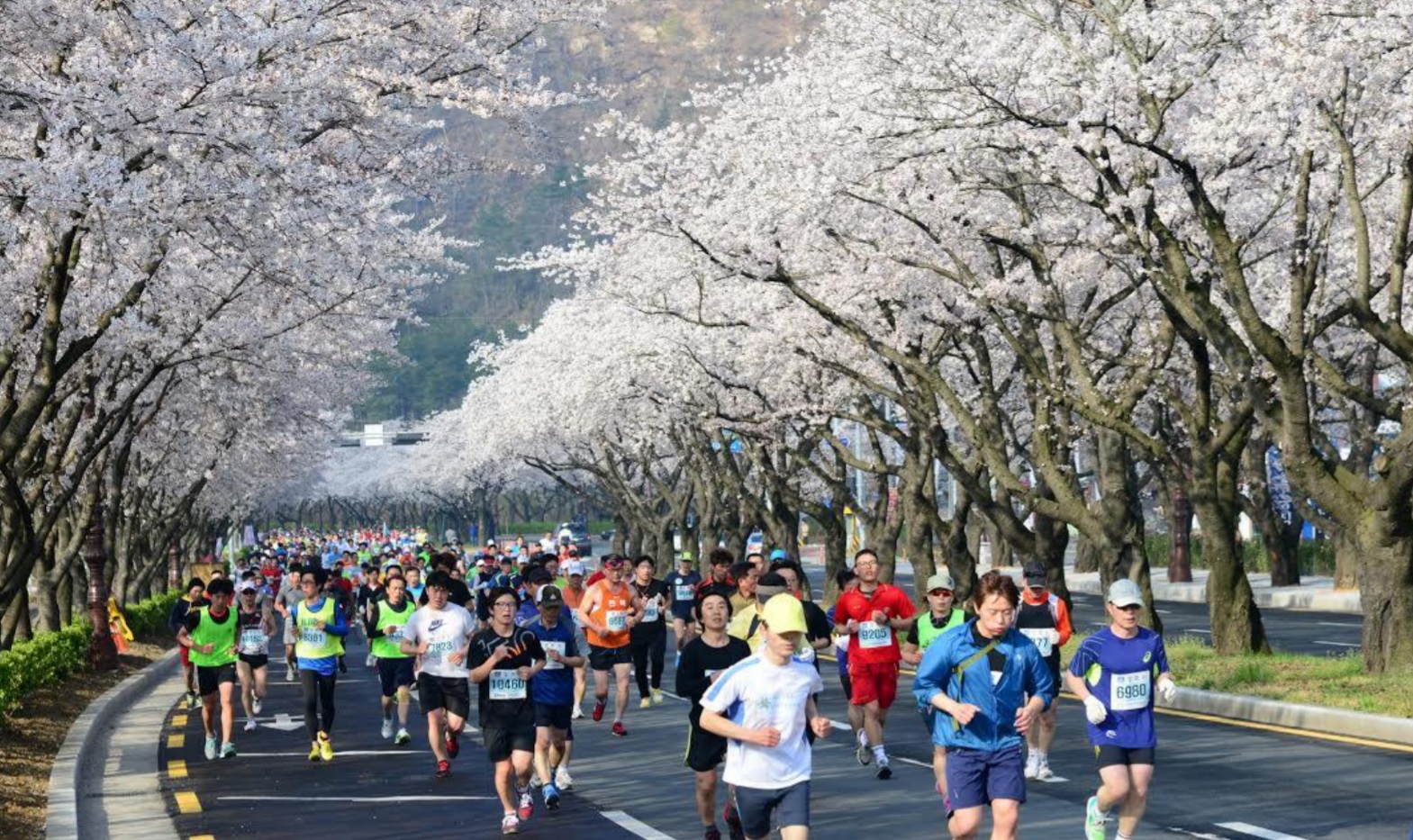 Pacesetters Athletic Club Club's Gyeongju Cherry Blossom Marathon trip
