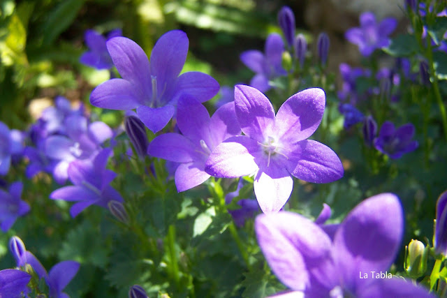 Campanula portenschlagiana 