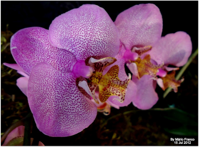 Meu Cantinho Verde: Orquídeas Phalaenopsis- Sítio Kolibri - Enflor / Garden  Fair 2012