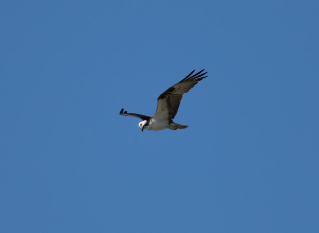 Osprey - Florida Osprey - Florida