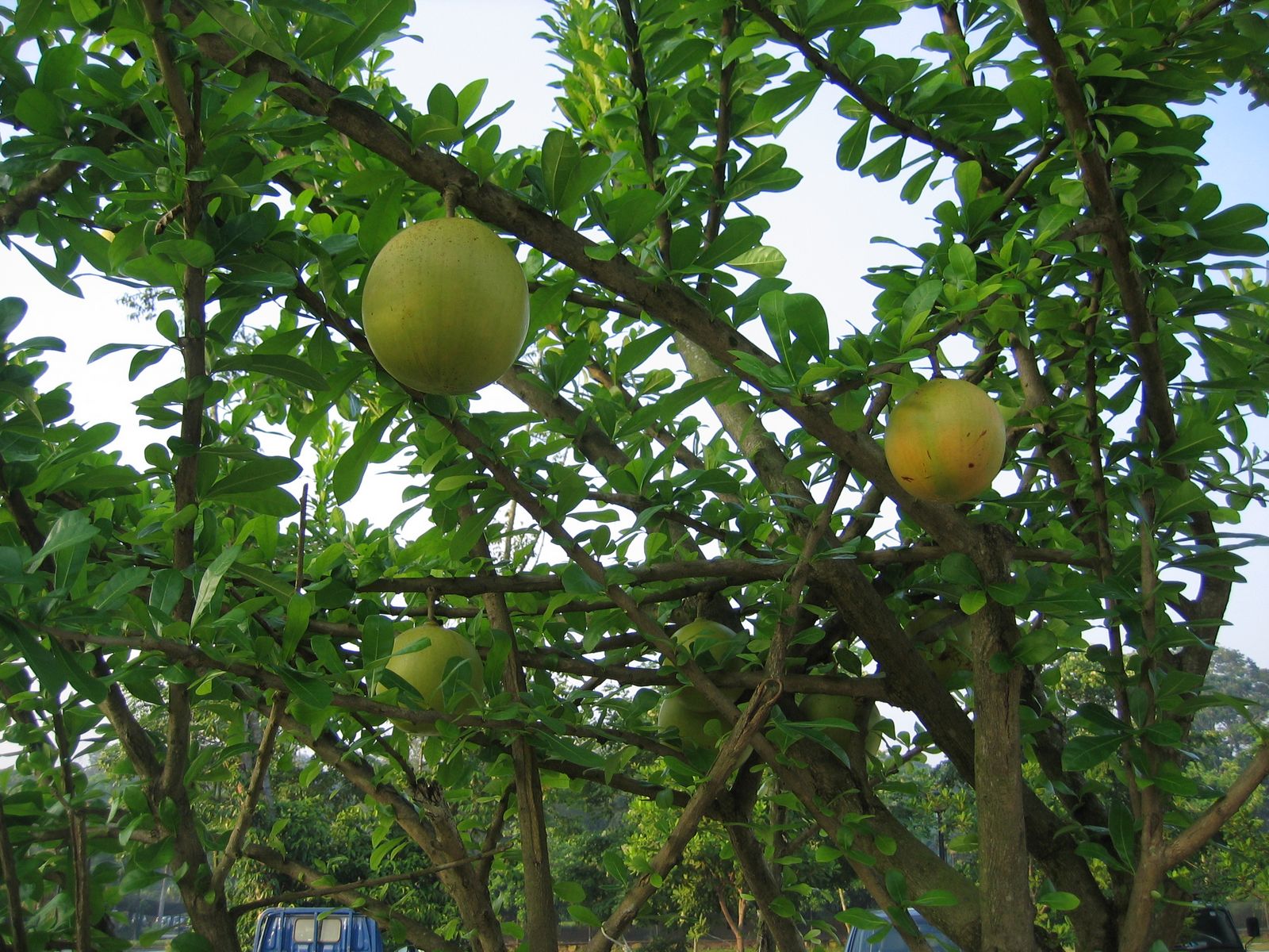 Fly Fishing Journal Yishun Bottle Tree Park