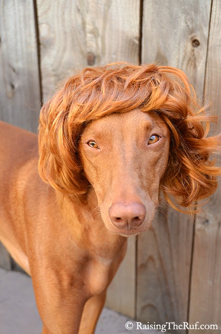 dog in wig