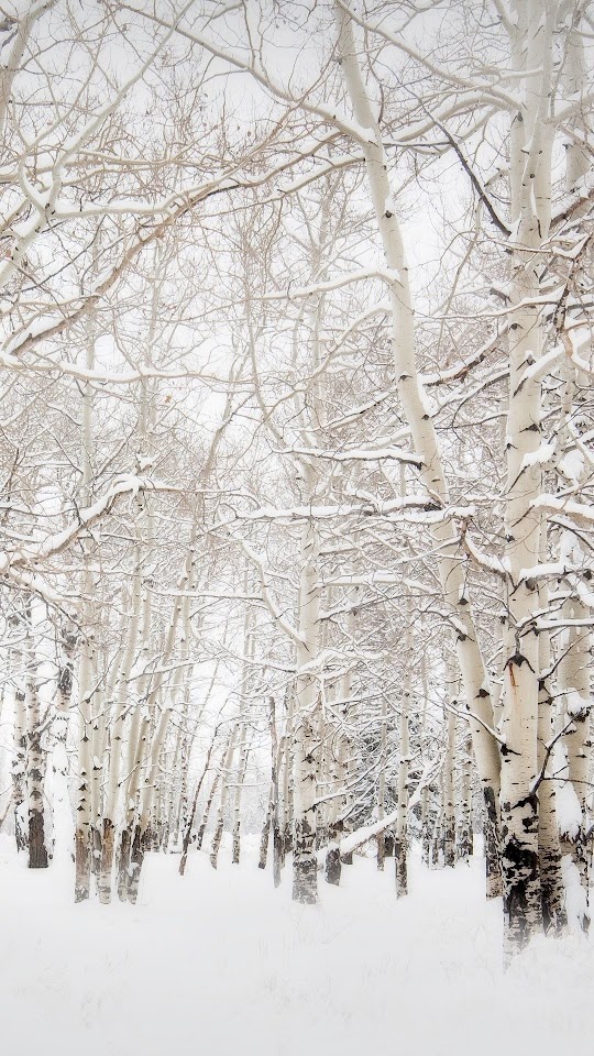 Birch Trees Winter Landscape  Android Best Wallpaper