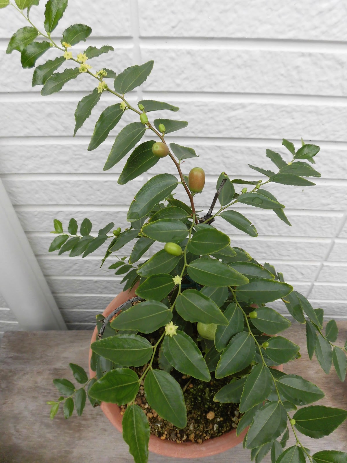 ナツメ 苗木 皇帝　4年苗　超大実 ナツメ 苗木 皇帝 4年苗 超大実 ナツメ 苗木 皇帝 4年苗 超大実